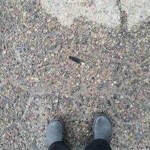 Meet your Posher, Dapgne